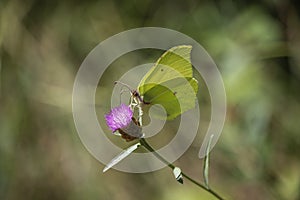 Gonepteryx Rahmni regaining strenth on a thistle