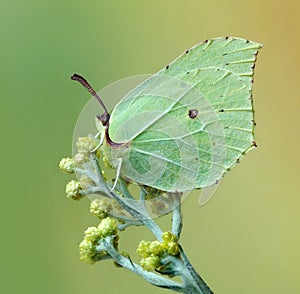 Gonepteryx rhamni