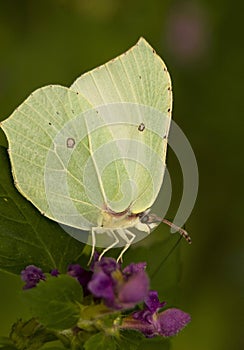 Gonepteryx rhamni