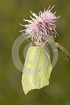 Gonepteryx rhamni