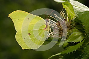 Gonepteryx rhamni photo