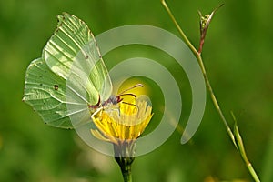 Gonepteryx rhamni