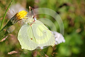 Gonepteryx Rhamni or Brimstone Butterfly photo