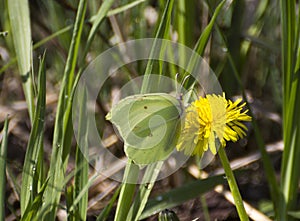 Gonepteryx rhamni butterfly