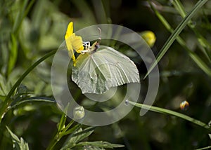 Gonepteryx rhamni butterfly