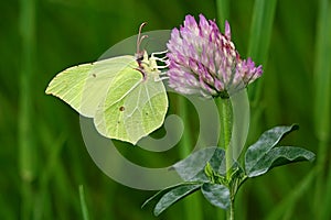 Gonepteryx rhamni