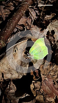 Gonepteryx rhamni, butterfly citrine lemon brown dry dead leaf forest