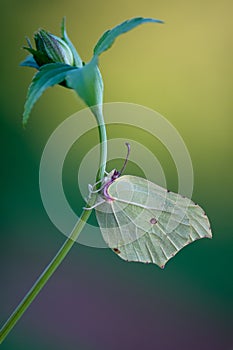 Gonepteryx rhamni butterfly imitators of leaves