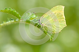 Gonepteryx rhamni  butterfly  imitators of leaves, as they have a similarity in shape