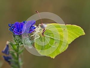 Gonepteryx rhamni, butterfly of lemons