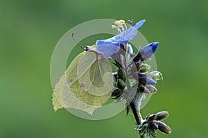 Gonepteryx rhamni is a daily Butterfly from the Pieridae family on a blue forest flower.