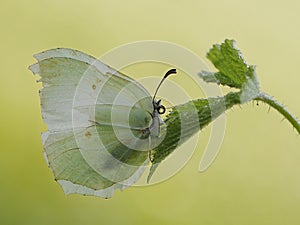 Gonepteryx rhamni is a diurnal butterfly from the Pieridae family on on a green leaf photo