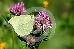 Gonepteryx rhamni close-up photo