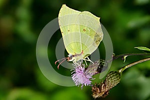 Gonepteryx rhamni,close-up photo