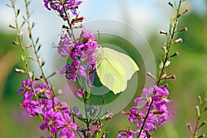 Gonepteryx rhamni collecting nectar from flowers of Chamaenerion angustifolium