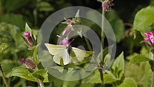 Gonepteryx rhamni Common brimstone