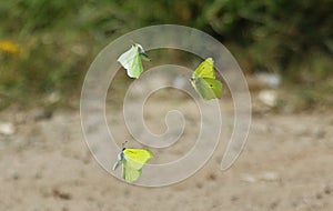 Gonepteryx rhamni Common brimstone