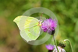 Gonepteryx rhamni , the common brimstone butterfly , butterflies of Iran photo