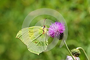 Gonepteryx rhamni , the common brimstone butterfly on flower photo