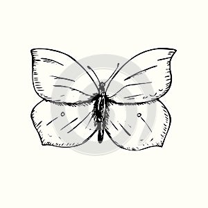 Gonepteryx rhamni, common brimstone, butterfly front view, hand drawn gravure style, sketch illustration