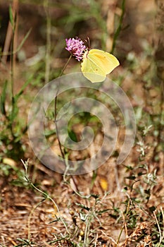 Gonepteryx rhamni, common brimstone butterfly on a purple flower