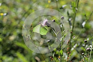 A common brimstone butterflysitting on a flower