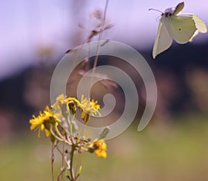 Gonepteryx rhamni or common brimstone fly to the yellow flowers