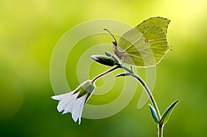 Gonepteryx rhamni is a diurnal butterfly
