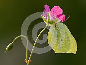 Gonepteryx rhamni is a diurnal butterfly  on a flower.