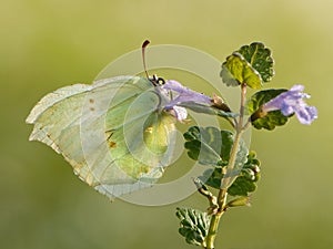 Gonepteryx rhamni is a diurnal butterfly from the Pieridae family on a blue flower. photo