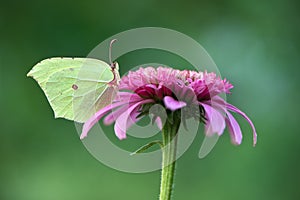 Gonepteryx rhamni is a diurnal butterfly from the Pieridae family on a  Echinacea flower