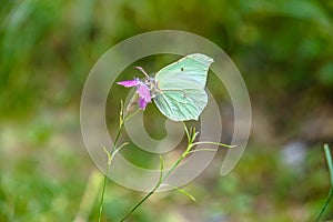 Gonepteryx rhamni on a flower in a wild forest