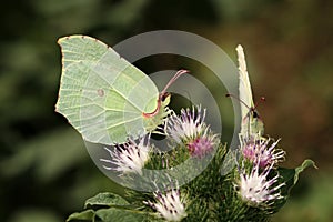 Gonepteryx rhamni