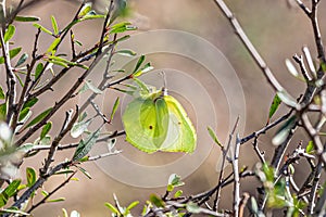 Gonepteryx rhamni, known as the common brimstone, is a butterfly of the family Pieridae