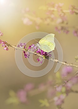 Gonepteryx rhamni known as the common brimstone stand on February daphne branch and collecting nectar from blossoms.