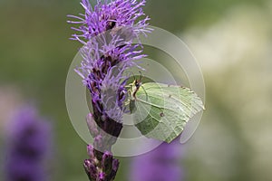 Gonepteryx rhamni yellow butterfly sitting on Liatris spicata deep purple flowering flowers, purple beautiful plant in bloom