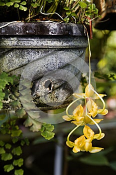 Gongora galeata hanging from a flowerpot