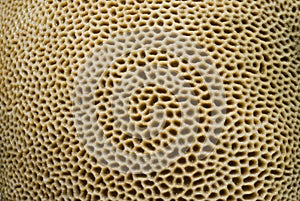 Goniastrea coral surface