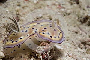 Goniobranchus on coral reef underwater