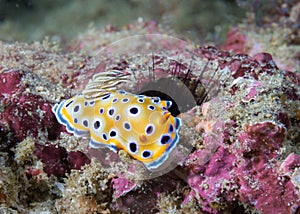 Goniobranchus geminus nudibranch - yellow sea slug