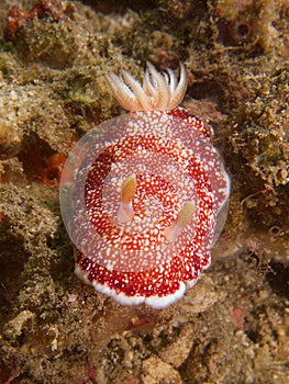 Goniobranchus reticulatus at one of my favourite macro sites in North Sulawesi, Paradise Jetty, near Pulisan, Indonesia.