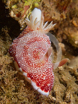 Goniobranchus reticulatus at one of my favourite macro sites in North Sulawesi, Paradise Jetty, near Pulisan, Indonesia.