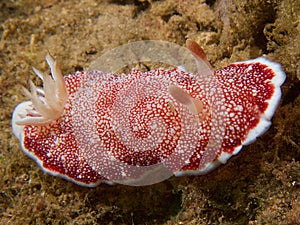 Goniobranchus reticulatus at one of my favourite macro sites in North Sulawesi, Paradise Jetty, near Pulisan, Indonesia.