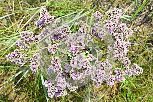 Goniolimon speciosum flowers growing in Olkhon island, Russia