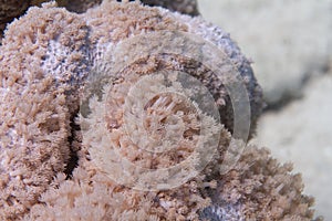 Goniopora columna Coral Colony in Red Sea photo