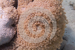 Goniopora columna Coral Colony in Red Sea photo