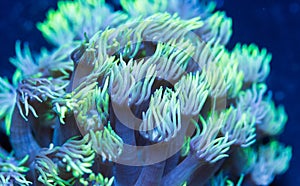 Goniopora Coral  