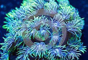 Goniopora Hard Coral Tentacles 