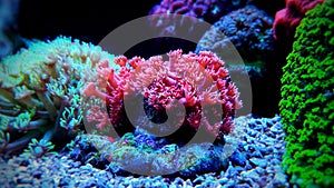 Flower Pot Coral - Goniopora sp. photo