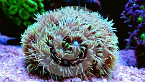 Flower Pot Coral - Goniopora sp. photo